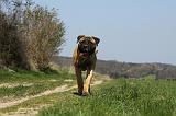 BULLMASTIFF 418